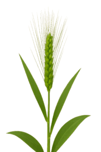 Barley Grass