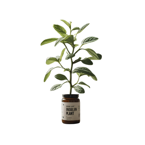 Insulin Plant