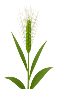 Barley Grass