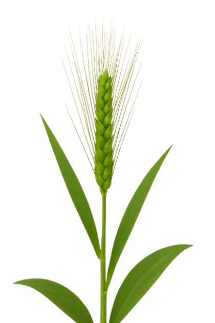 Barley Grass