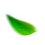 Leaf Design for 50Plus Official